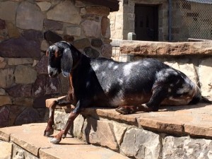 Gallery Image Domestic Goat