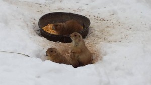 Prairie Dogs Image