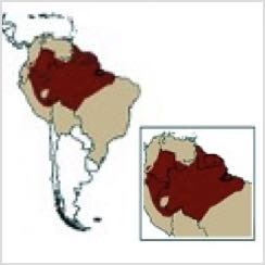 Capuchin Monkey Range