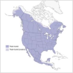 Great Horned Owl Range