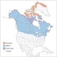 Snowy Owl Range