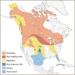 Sandhill Crane Range