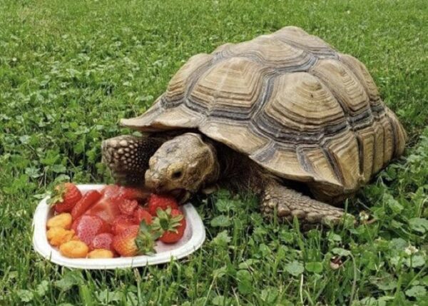 African Spurred Tortoise | Friends of the Baraboo Zoo