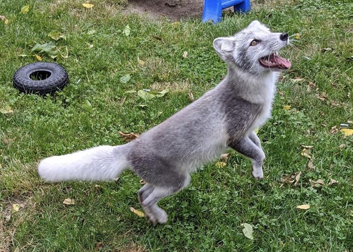 Arctic Fox Dog Leggings in 2023