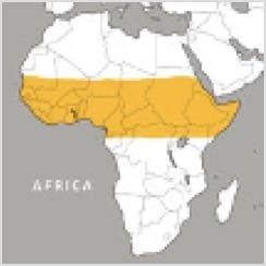 African Tortoise Range