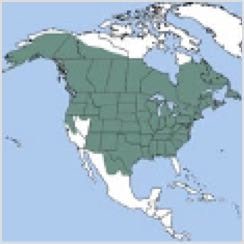 American Beaver Range