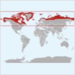 Arctic Fox Range