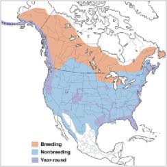 Bald Eagle Range