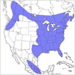 Barred Owl Range