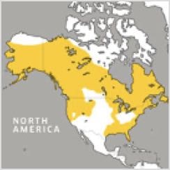 North American River Otter Range